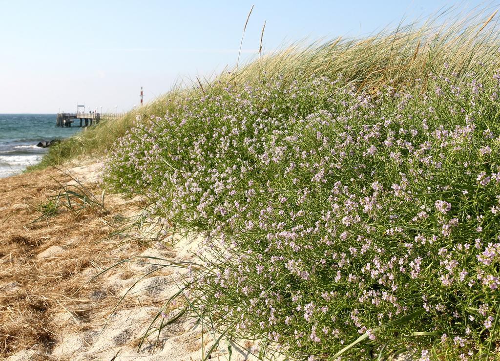 Ostseehotel Wustrow Wustrow  Luaran gambar